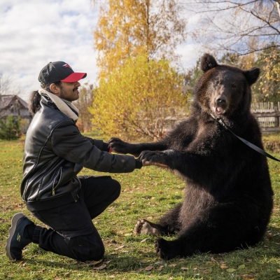 Медведь