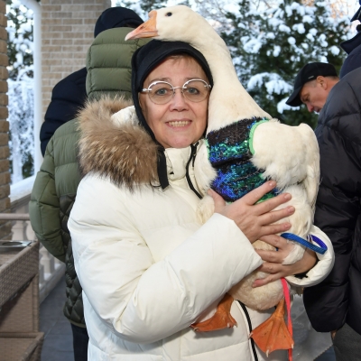 Гусенок, Гусь