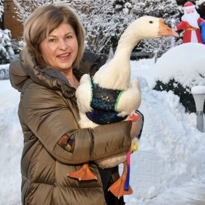 Гусенок, Гусь