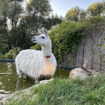 фотосессия с ламой 2 Лама