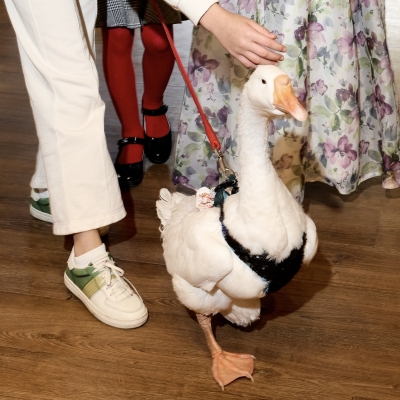 Гусенок, Гусь