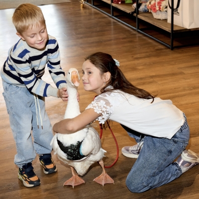 Гусенок, Гусь