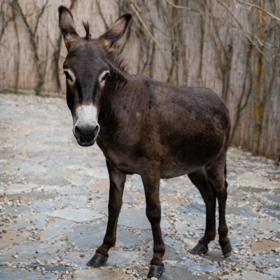 F028B0B6-BF04-4DFC-891E-574584CB23AE Осел