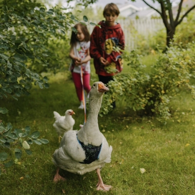 Гусенок, Гусь