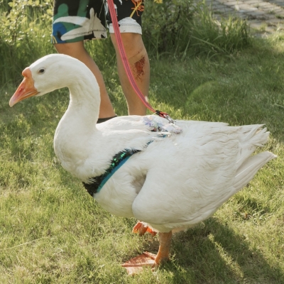 Гусенок, Гусь