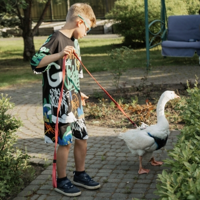 Гусенок, Гусь