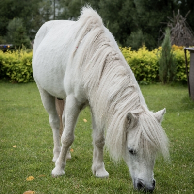 Лошадь, пони