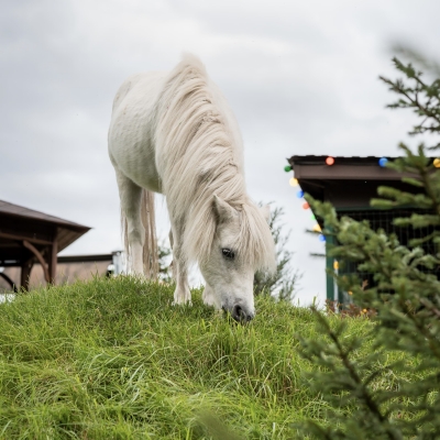 Лошадь, пони