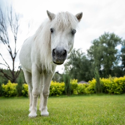 Лошадь, пони