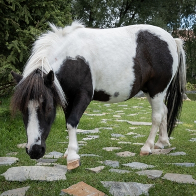Лошадь, пони