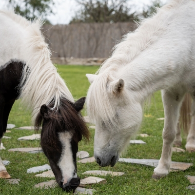 Лошадь, пони