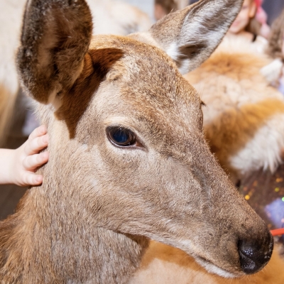 Олень, Олененок