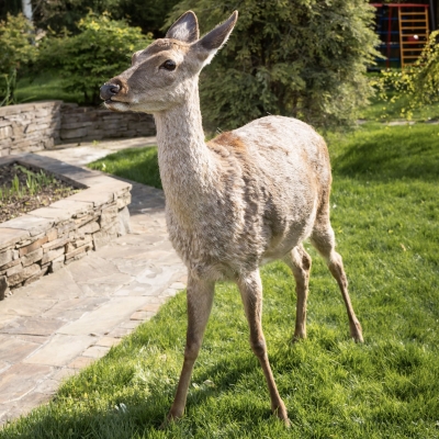 Олень, Олененок