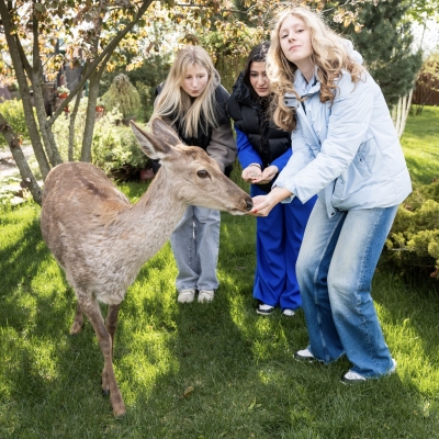 Олень, Олененок