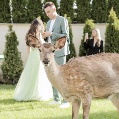 Олень, Олененок