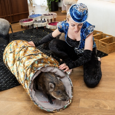 Пиг, свинка, кабан