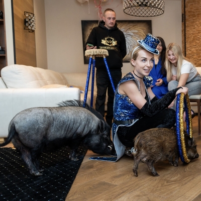 Пиг, свинка, кабан