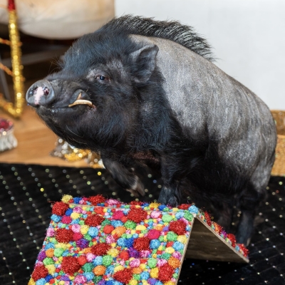 Пиг, свинка, кабан