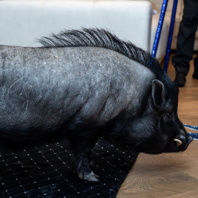 Пиг, свинка, кабан