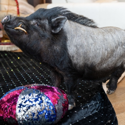 Пиг, свинка, кабан