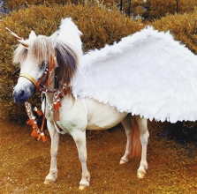 Пегас